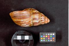 Foto (Seitenansicht) von Ausreckmesser (Streichmesser) (NHMW-ZOO-MO-0081100-ETH-135)